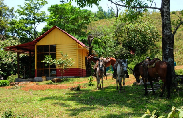 Caballos listos para paseo